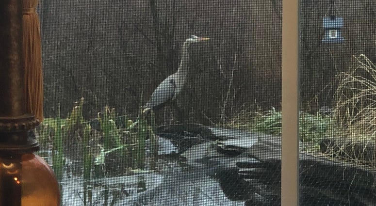 Blue Heron