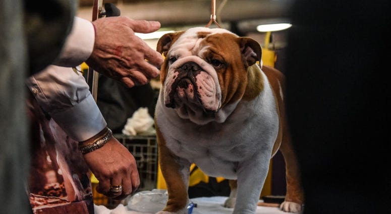 144th annual Westminster Kennel Club Dog Show