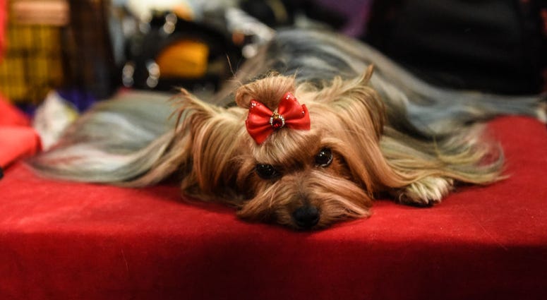 144th annual Westminster Kennel Club Dog Show