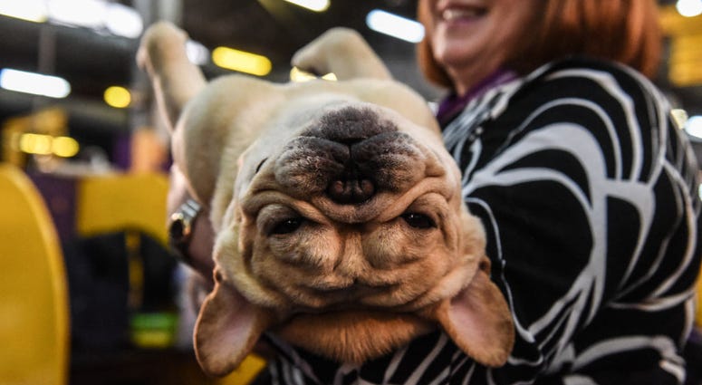 144th annual Westminster Kennel Club Dog Show