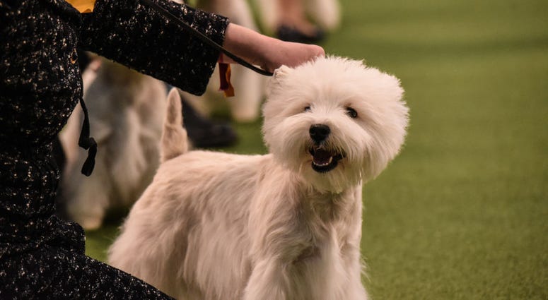 144th annual Westminster Kennel Club Dog Show