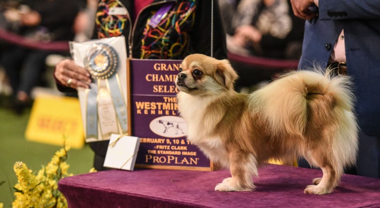 144th annual Westminster Kennel Club Dog Show
