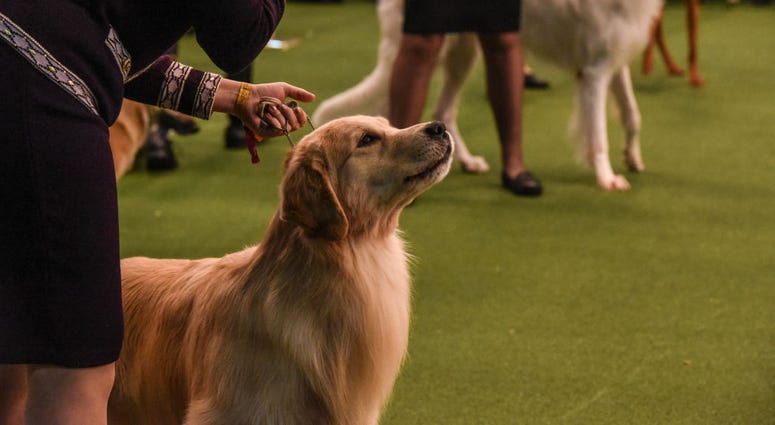 144th annual Westminster Kennel Club Dog Show