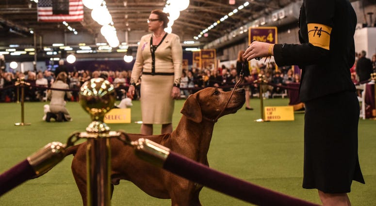144th annual Westminster Kennel Club Dog Show