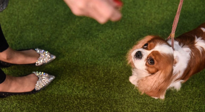 144th annual Westminster Kennel Club Dog Show