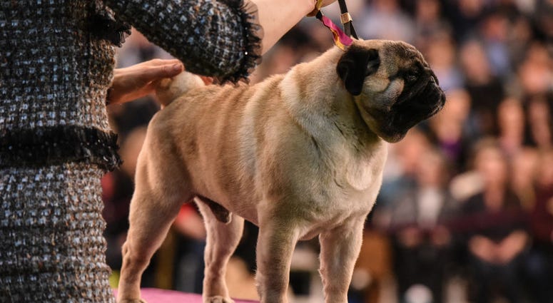 144th annual Westminster Kennel Club Dog Show