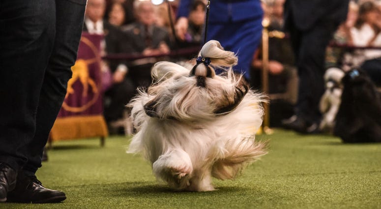 144th annual Westminster Kennel Club Dog Show