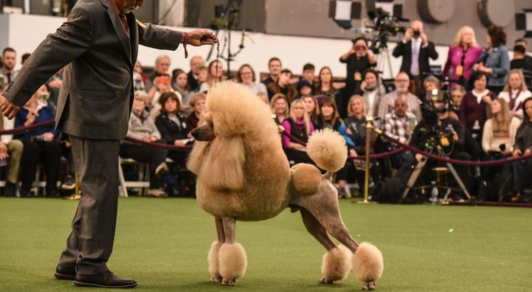 144th annual Westminster Kennel Club Dog Show