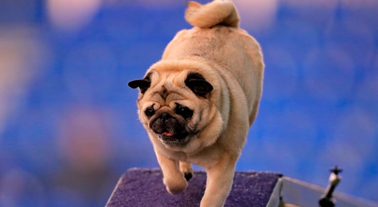 144th Annual Westminster Kennel Club Dog Show