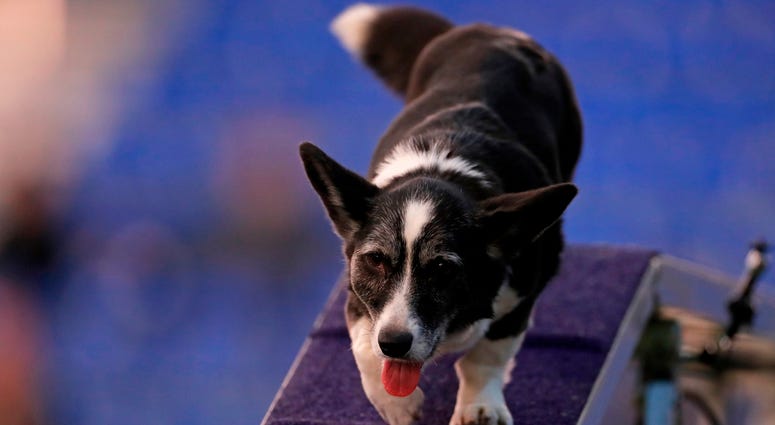 144th Annual Westminster Kennel Club Dog Show