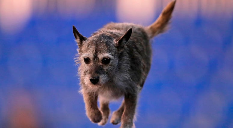 144th Annual Westminster Kennel Club Dog Show