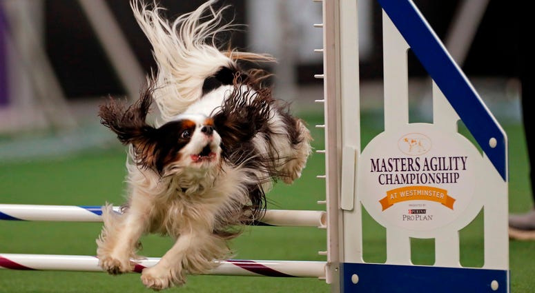 44th Annual Westminster Kennel Club Dog Show