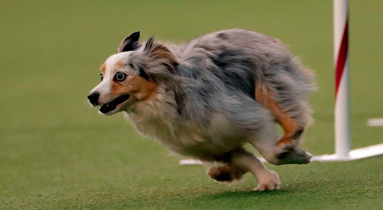 144th Annual Westminster Kennel Club Dog Show