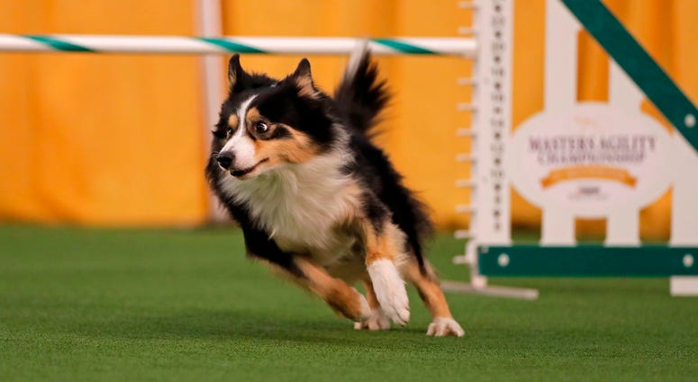 Westminster Dog Show
