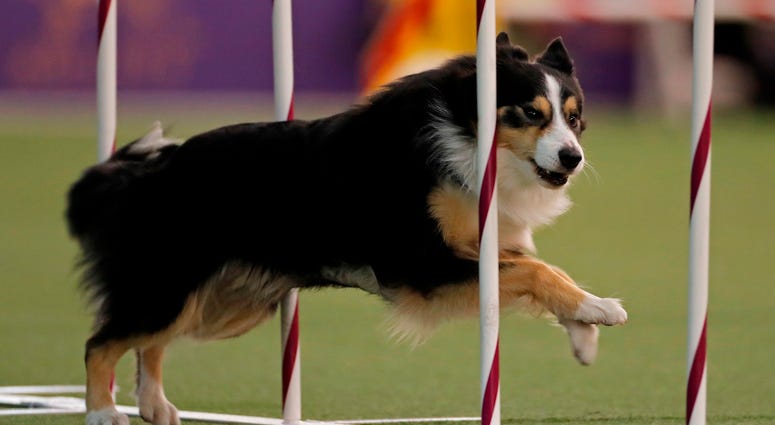 144th Annual Westminster Kennel Club Dog Show
