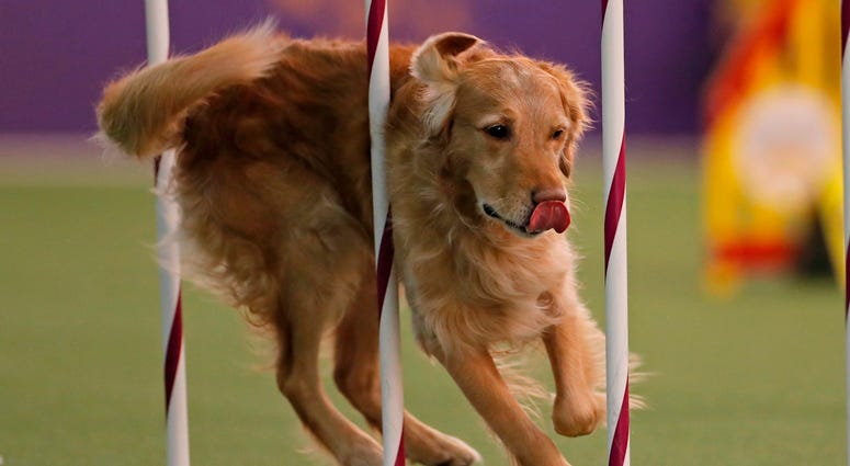 44th Annual Westminster Kennel Club Dog Show