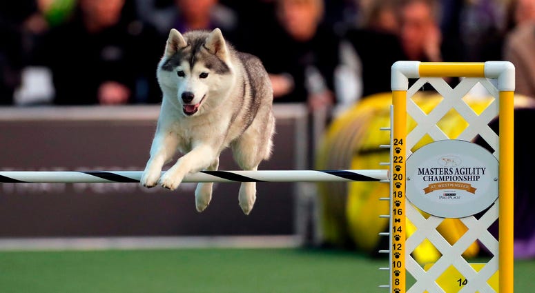 144th Annual Westminster Kennel Club Dog Show