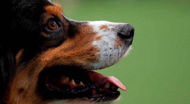 44th Annual Westminster Kennel Club Dog Show