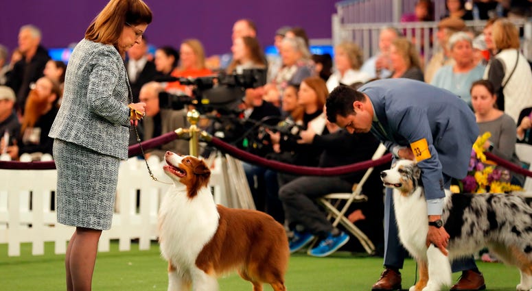 144th Annual Westminster Kennel Club Dog Show