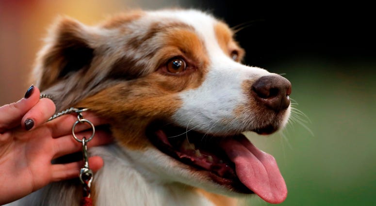 Feb 9, 2020; New York, NY, USA; An Australian Shepherd is seen during breed judging at the 144th Annual Westminster Kennel Club Dog Show where over 2,600 dogs representing 204 breeds and varieties will vie for the coveted Best In Show title. at Piers 92/9