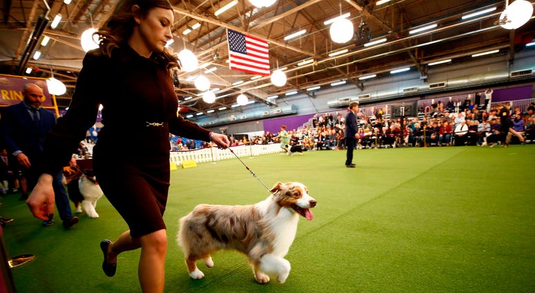 144th Annual Westminster Kennel Club Dog Show