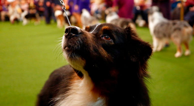 144th Annual Westminster Kennel Club Dog Show