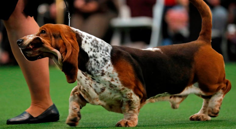 144th Annual Westminster Kennel Club Dog Show