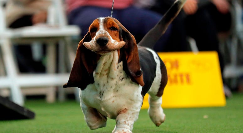 Feb 9, 2020; New York, NY, USA; A Basset Hound is seen during breed judging at the 144th Annual Westminster Kennel Club Dog Show where over 2,600 dogs representing 204 breeds and varieties will vie for the coveted Best In Show title. at Piers 92/94. Manda