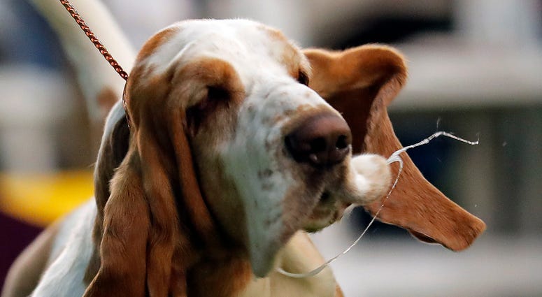 144th Annual Westminster Kennel Club Dog Show