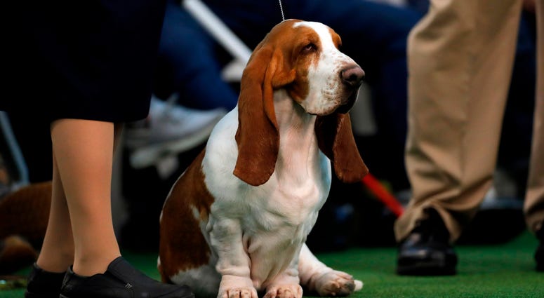 144th Annual Westminster Kennel Club Dog Show