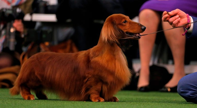 Westminster Dog Show