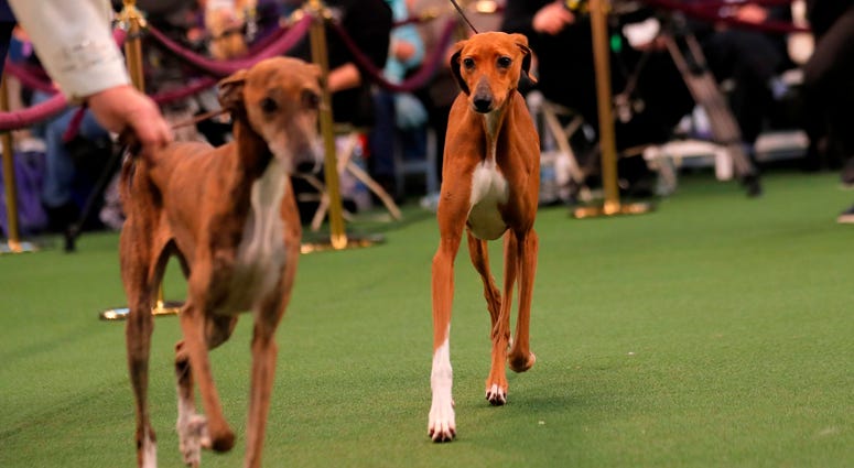 144th Annual Westminster Kennel Club Dog Show