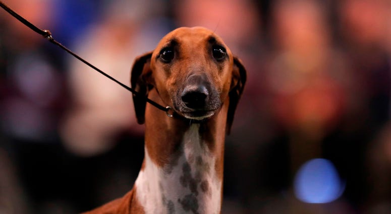 Feb 9, 2020; New York, NY, USA; An Azawakh is seen during breed judging at the 144th Annual Westminster Kennel Club Dog Show where over 2,600 dogs representing 204 breeds and varieties will vie for the coveted Best In Show title. at Piers 92/94. Mandatory