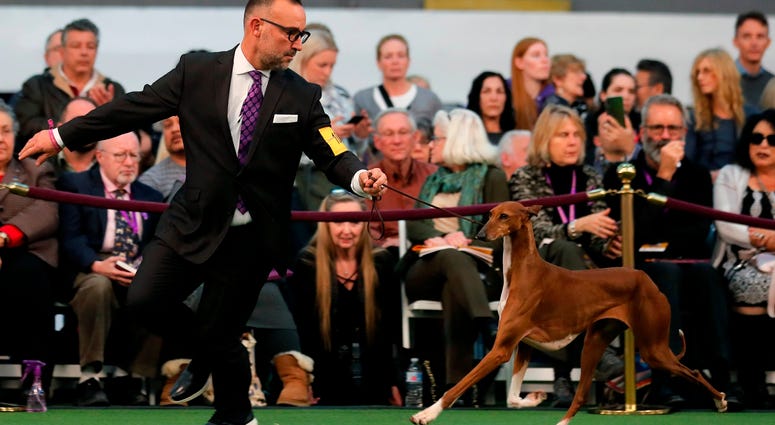 144th Annual Westminster Kennel Club Dog Show