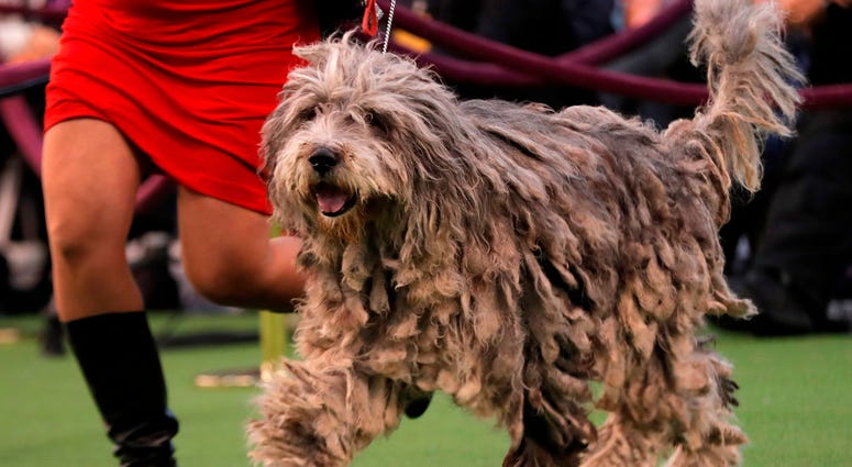 144th Annual Westminster Kennel Club Dog Show