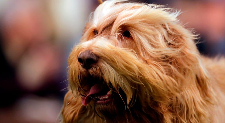 Westminster Dog Show