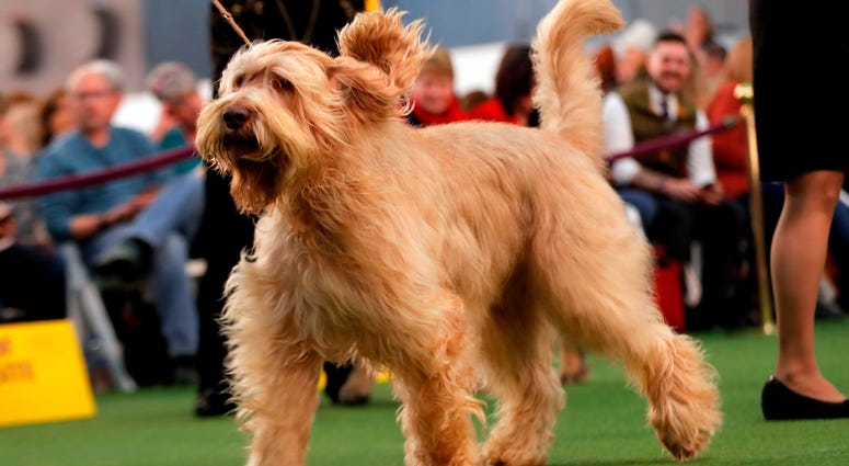 144th Annual Westminster Kennel Club Dog Show
