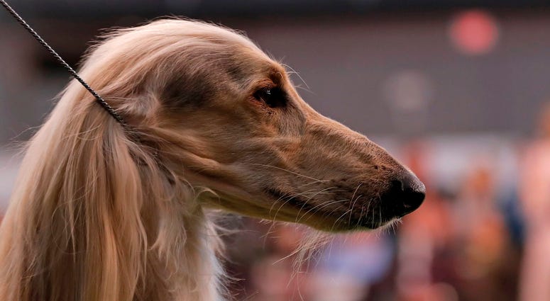 144th Annual Westminster Kennel Club Dog Show