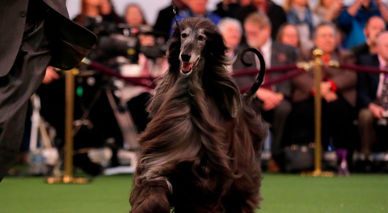 144th Annual Westminster Kennel Club Dog Show