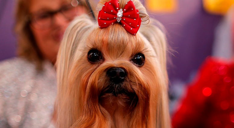 144th Annual Westminster Kennel Club Dog Show