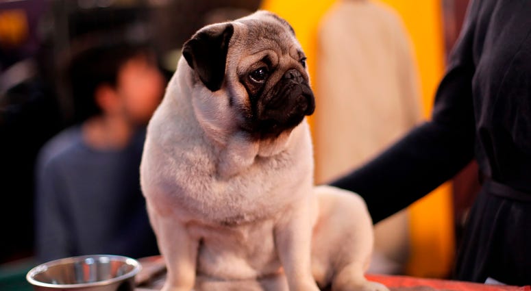 144th Annual Westminster Kennel Club Dog Show