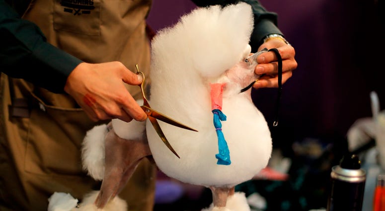 144th Annual Westminster Kennel Club Dog Show