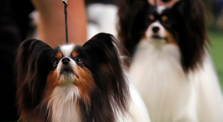 144th Annual Westminster Kennel Club Dog Show