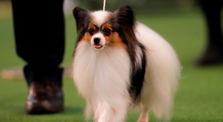 144th Annual Westminster Kennel Club Dog Show