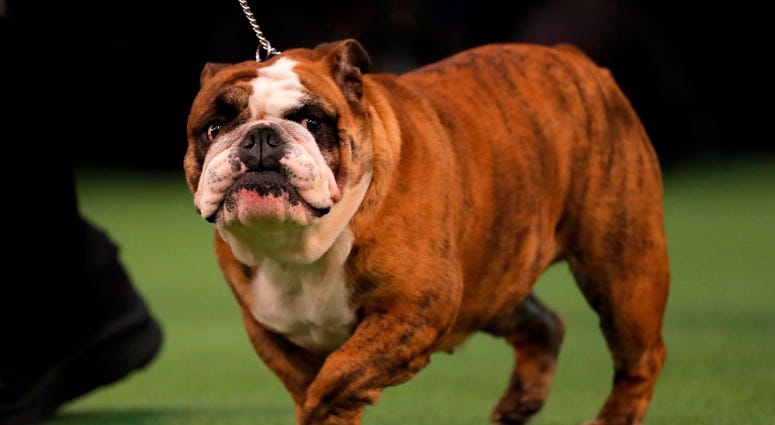 144th Annual Westminster Kennel Club Dog Show