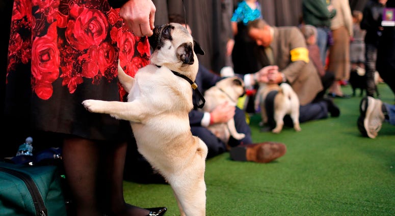 144th Annual Westminster Kennel Club Dog Show
