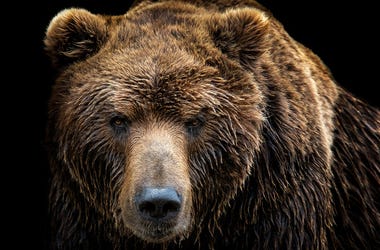 Grizzly Bear
