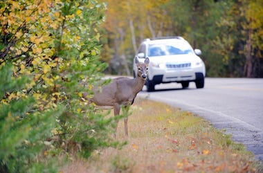 Deer