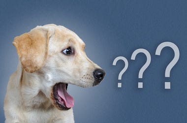Dog talking