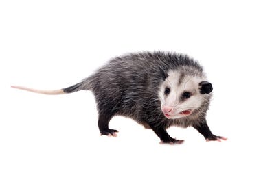 Possum